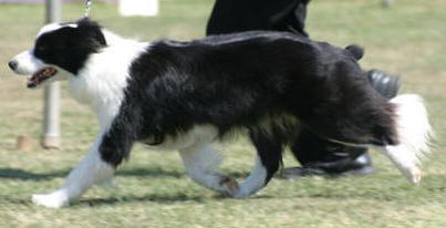 Teek at Canberra Royal 2006